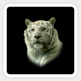 White tiger Sticker